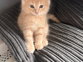 Mixed breed male kitten ready now