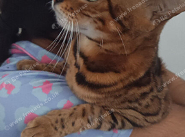 Female bengal cat