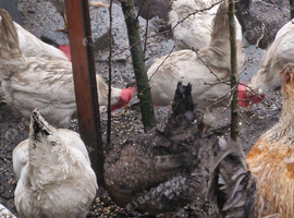 HATCHING EGGS - Easter Eggers (Blue Egg Layers) Sapphire / Emerald / Cheshire Blue