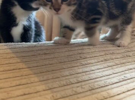 Last boy looking for his forever home
