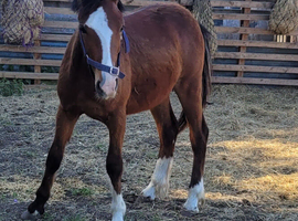 Welsh sec c colt