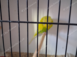 Budgies 4 Budgies