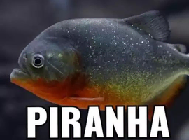 RED BELLY PIRANHA
