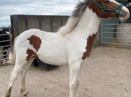 Coloured yearling gelding