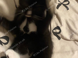 Male kitten ready