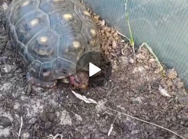 Cherry headed red foot tortoise