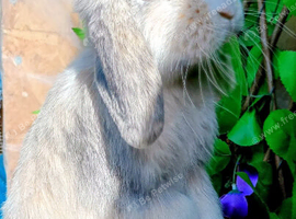 Mini lop