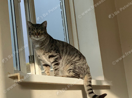 Need home for milo urgently!