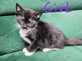 ( 1left )Kittens Available