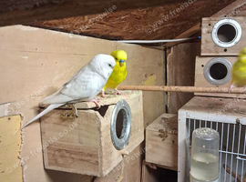 Budgies