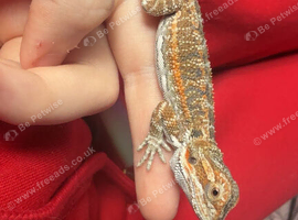 Baby bearded dragon