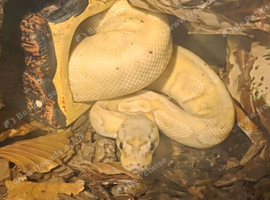 Ball python