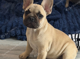 Female French bulldog