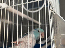 Tamed parrotlet