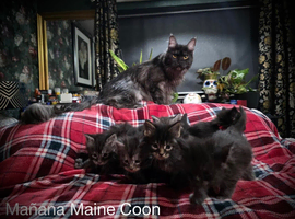 Russian line Maine coons
