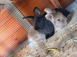 2 baby bunny&rsquo;s for sale