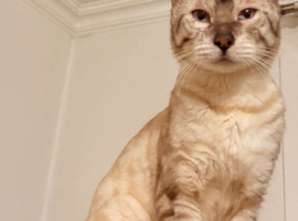 Snow Bengal M