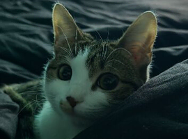 Female Cat, just over 1 years old