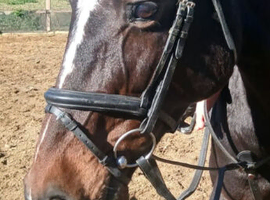 Sport horse