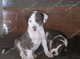 2 puppies for sale