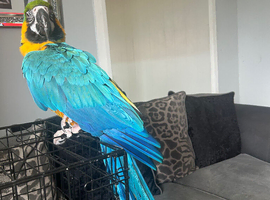 Blue & gold macaw