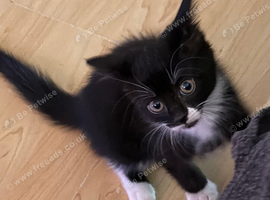 1 kitten left black & white boy