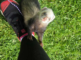 1 female ferret for sale with cage (pembrokeshire)
