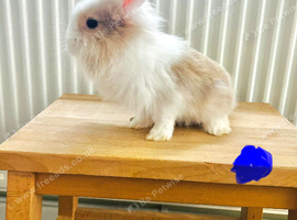 Only 3 baby lionheads left