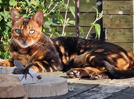 Pure Bread Glitter Marble Bengal