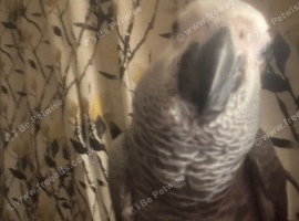 Male African grey