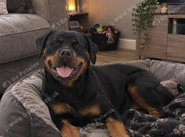 Female pup