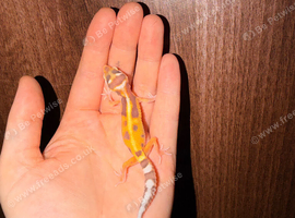 Leopard gecko babies ready