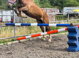 Star in the make 3yr 14.2h