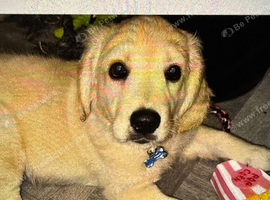 Golden retriever for sale