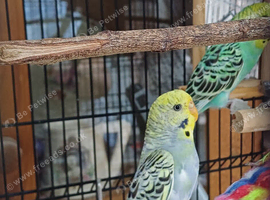 Bonded pair of budgies