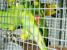 2x young yellow wing amazon