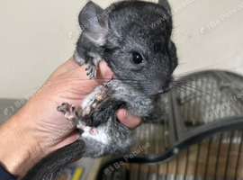 Syrian Hamster Baby Boy