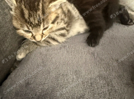 Kittens for sale