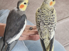 Beautiful 12 week ok hand tame female cockitel