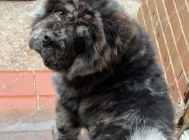 Female chow