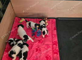 7 Lovely Jack Russell pups for Sale