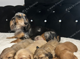Mini dachshund long hair cream
