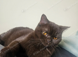 Active Chocolate female