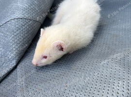 Ferrets hobs 2 hobs available