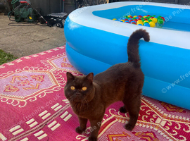 British shorthair chocolate