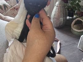 BRIGHT BLUE EYES..SPHYNX X RAGDOLL  READY NOW!