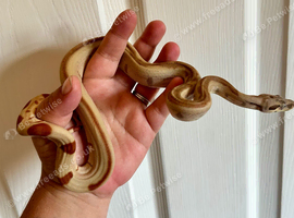 Boa Constrictor- Hypo (poss super) jungle het kahl albino