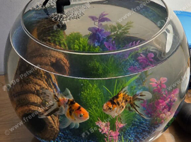 Two cute calico goldfishes looking for a new home!