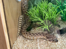 Western hognose