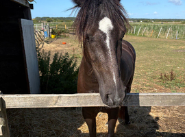 3 1/2 year old Welsh C mare